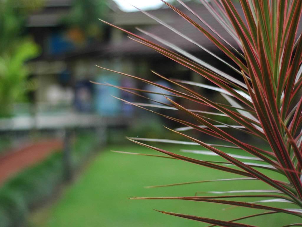 Arenal Backpackers Resort La Fortuna Екстериор снимка A view of the football field at the university