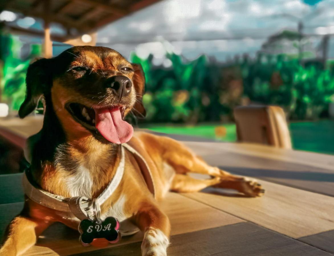 Arenal Backpackers Resort La Fortuna Екстериор снимка A dog with a tag