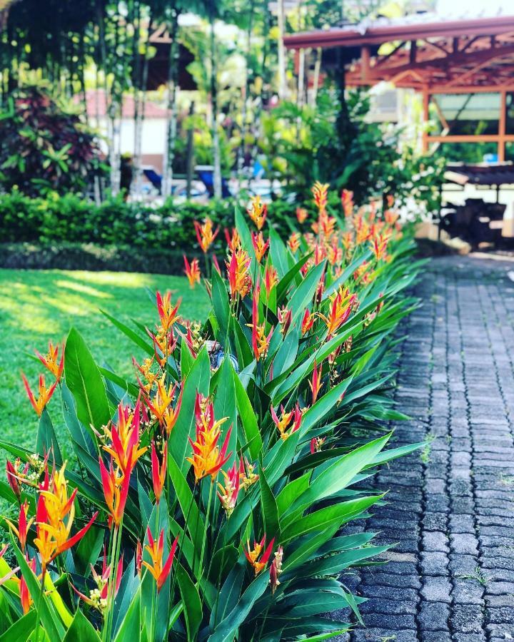 Arenal Backpackers Resort La Fortuna Екстериор снимка Heliconia in a garden